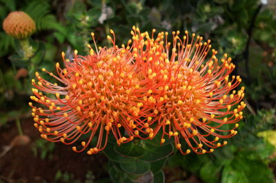 Close-up of flower against blurred background