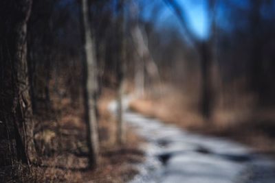 Road amidst trees in forest