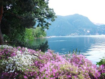 Close-up of pink flowers in lake