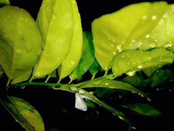 Close-up of raindrops on leaf
