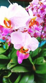 Close-up of insect on pink flowers