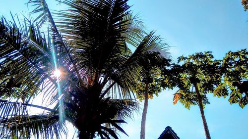 Low angle view of coconut palm trees against sky