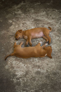 High angle view of dog sleeping