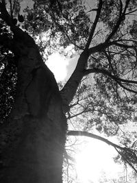 Low angle view of bare trees against sky