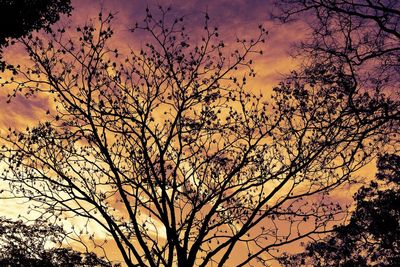 Low angle view of bare trees against sky