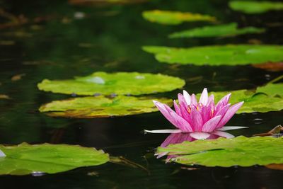 Lotus water lily in lake