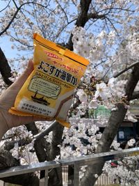 Low angle view of cherry blossoms on tree