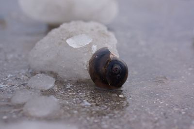 Close-up of snail