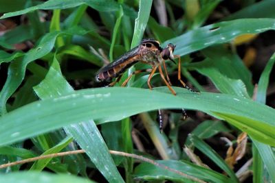 Close-up of insect on grass