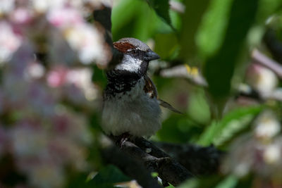 Close-up of bird perching on branch