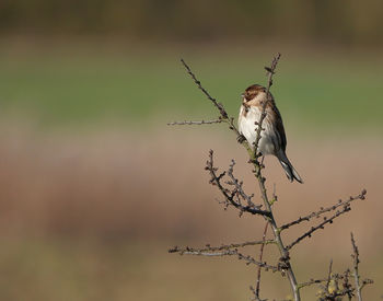 Side view of reed bunting perching on twig