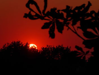 Low angle view of silhouette trees against orange sky