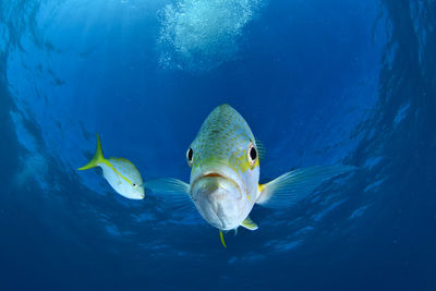 Close-up of fish looking to camera