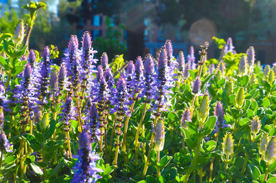 Close-up of purple flowers