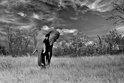 Elephant standing on field against sky