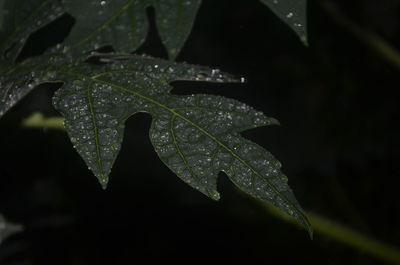 Close-up of wet leaf against black background