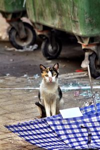Portrait of stray cat sitting near umbrella and garbage cans on street
