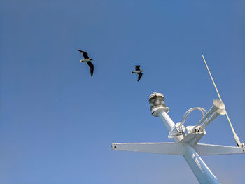 Low angle view of seagulls flying in sky