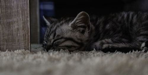 Close-up of cat sleeping on rug