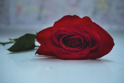 Close-up of rose bouquet