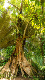 Low angle view of coconut palm tree in forest