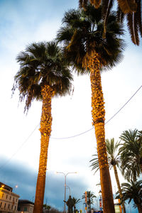 Low angle view of palm trees against sky