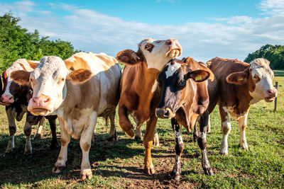 Cows standing on field against sky