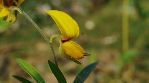 Close-up of yellow flowering plant