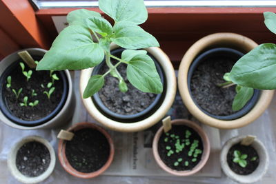 Close-up of potted plant