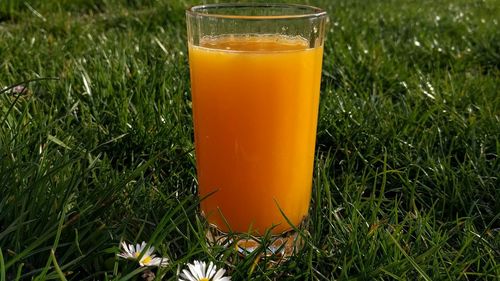 Close-up of orange on field