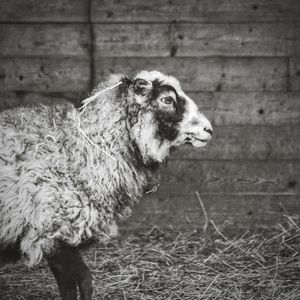 Side view of sheep standing against wall