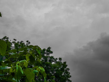 Low angle view of trees against sky