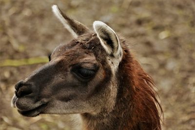 Close-up of a horse