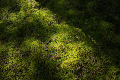Bird on grass in forest
