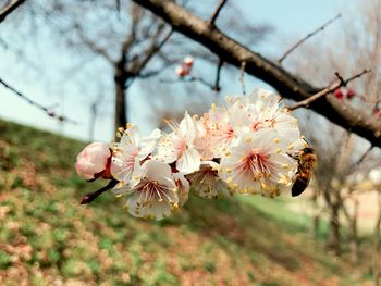 Close-up of cherry blossoms in spring