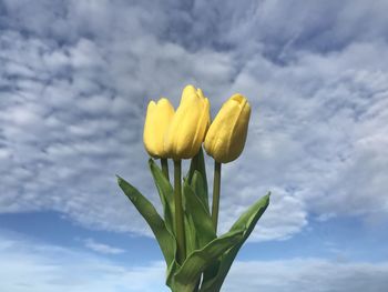 Close-up of yellow flowering plant against sky