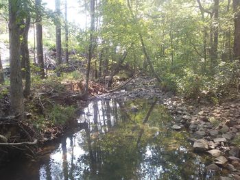 Scenic view of waterfall in forest