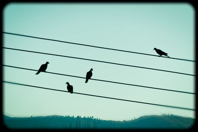 Low angle view of silhouette birds flying against clear sky