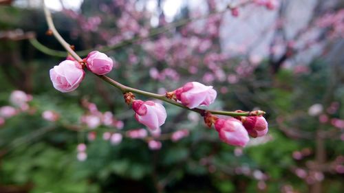 Close-up of pink cherry blossoms in spring