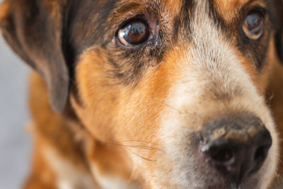 Close-up portrait of dog