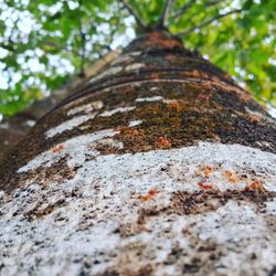 Low angle view of tree