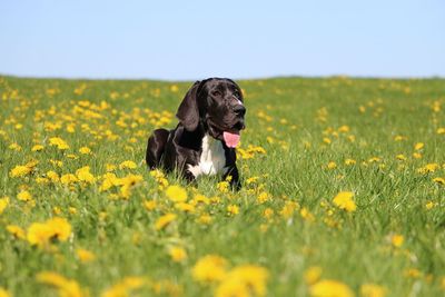 Dog looking away on field