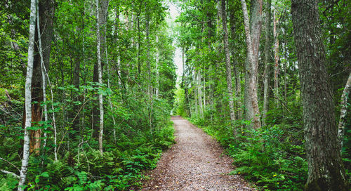 Footpath amidst trees in forest