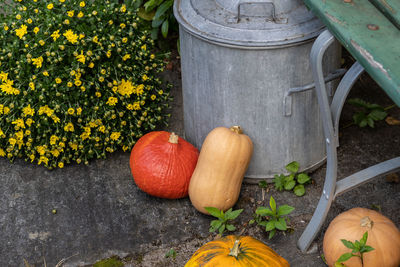 High angle view of pumpkins by plants