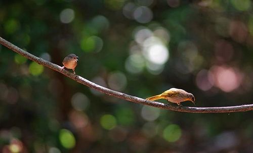 Bird on branch