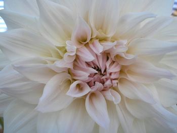 Close-up of white flowers