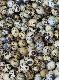 A group of quail eggs.