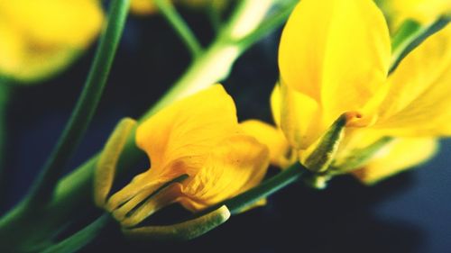Close-up of day lily blooming outdoors