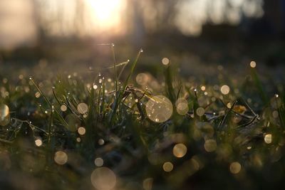 Close-up of wet grass on field during rainy season