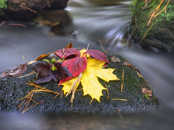 Rotten yellow orange dotted leaves and dry grass stalks in cold water of mountain stream